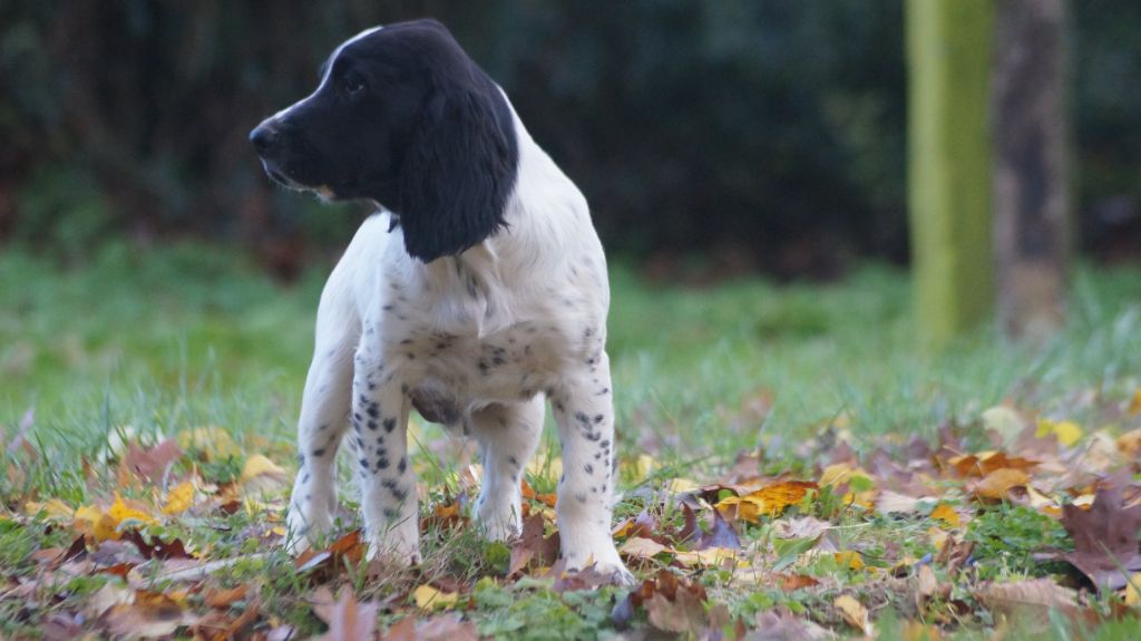 chiot English Springer Spaniel Des Terres De Beaulieu