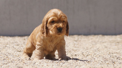 Des Terres De Beaulieu - Cocker Spaniel Anglais - Portée née le 28/04/2022