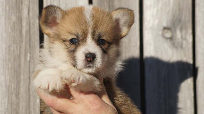 Des Terres De Beaulieu - Welsh Corgi Pembroke - Portée née le 24/11/2024