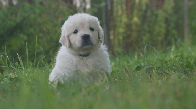 Des Terres De Beaulieu - Golden Retriever - Portée née le 14/07/2022