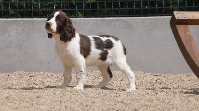 Des Terres De Beaulieu - English Springer Spaniel - Portée née le 07/04/2022