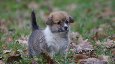 Des Terres De Beaulieu - Welsh Corgi Pembroke - Portée née le 06/12/2022