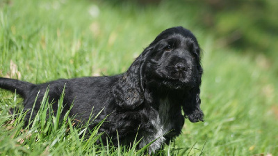 Des Terres De Beaulieu - Cocker Spaniel Anglais - Portée née le 24/01/2023