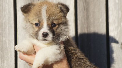 Des Terres De Beaulieu - Welsh Corgi Pembroke - Portée née le 29/11/2024