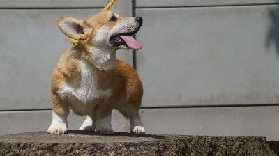 Des Terres De Beaulieu - Welsh Corgi Pembroke - Portée née le 09/02/2023