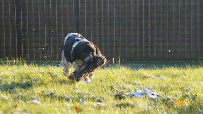 Des Terres De Beaulieu - English Springer Spaniel - Portée née le 10/07/2022