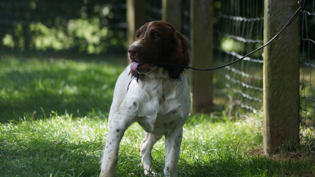 Des Terres De Beaulieu - English Springer Spaniel - Portée née le 30/03/2019