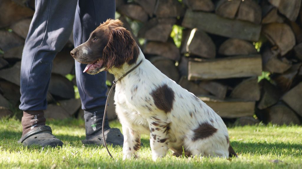 Des Terres De Beaulieu - English Springer Spaniel - Portée née le 06/05/2017