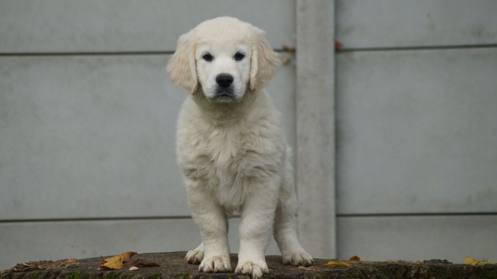 chiot Golden Retriever Des Terres De Beaulieu