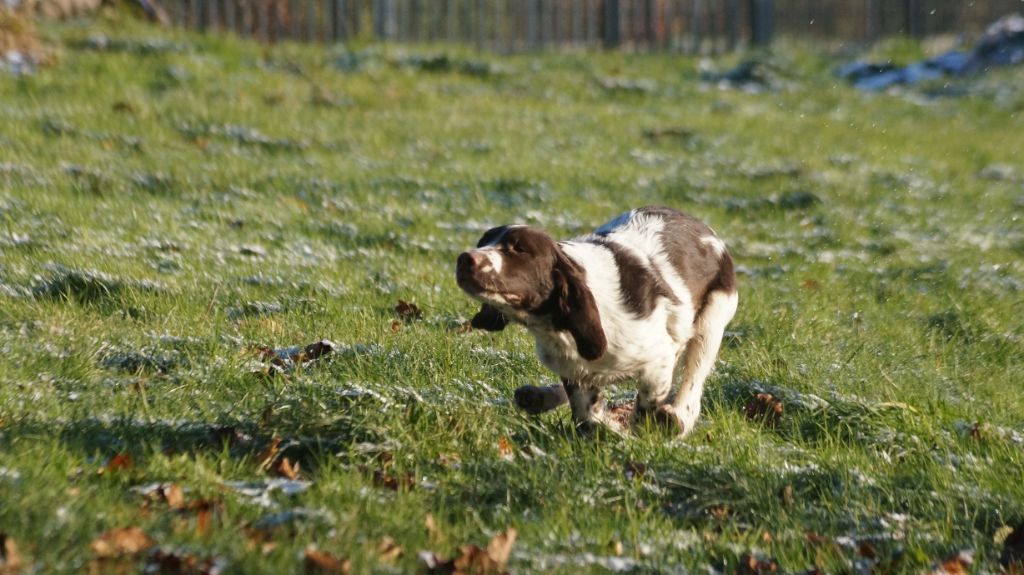 chiot English Springer Spaniel Des Terres De Beaulieu