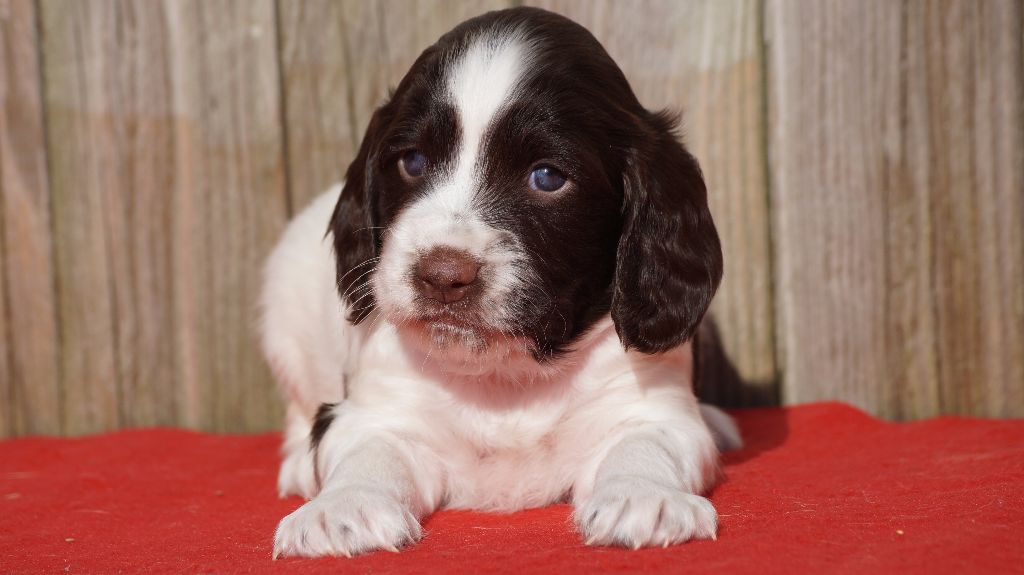 Des Terres De Beaulieu - English Springer Spaniel - Portée née le 08/01/2018