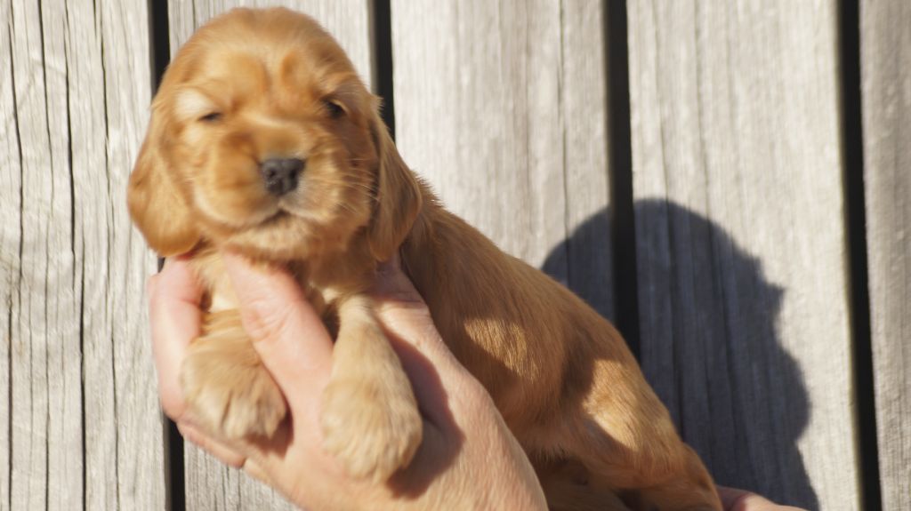 Des Terres De Beaulieu - Chiot disponible  - Cocker Spaniel Anglais