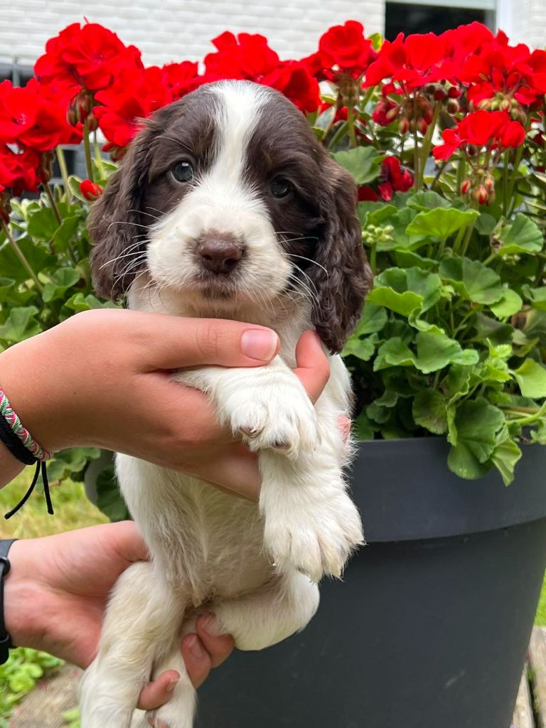 chiot English Springer Spaniel Des Terres De Beaulieu