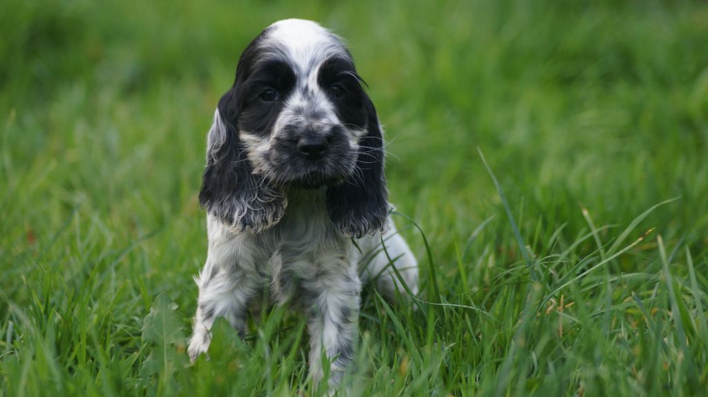 Des Terres De Beaulieu - Chiot disponible  - Cocker Spaniel Anglais