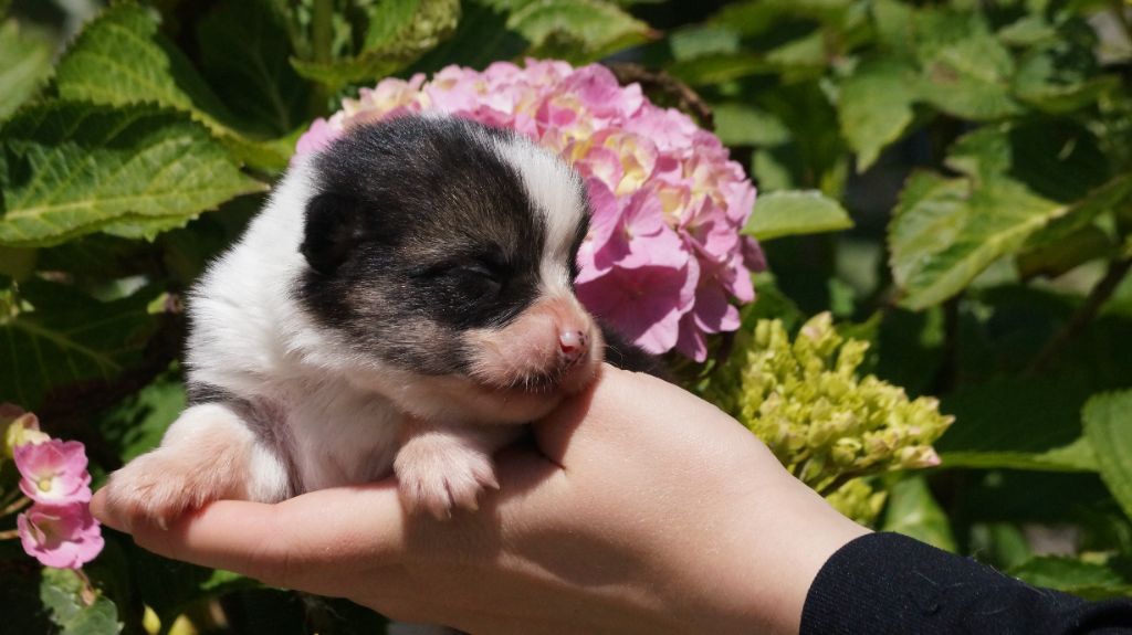 chiot Welsh Corgi Pembroke Des Terres De Beaulieu