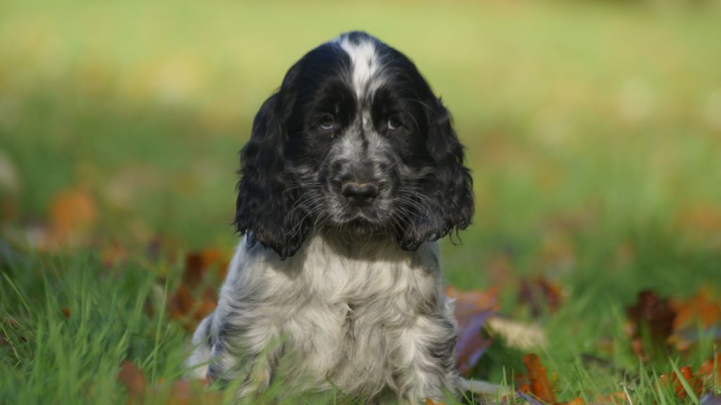 Des Terres De Beaulieu - Chiot disponible  - Cocker Spaniel Anglais