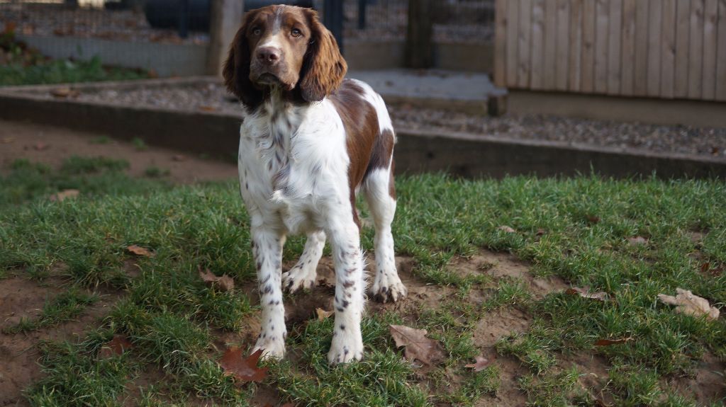 Des Terres De Beaulieu - English Springer Spaniel - Portée née le 04/05/2017