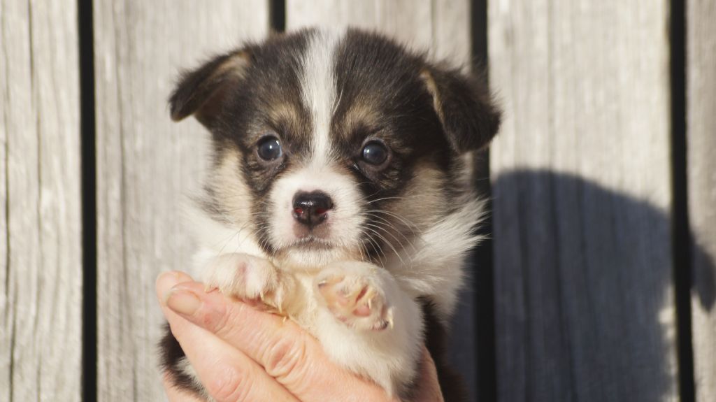 Des Terres De Beaulieu - Chiot disponible  - Welsh Corgi Pembroke