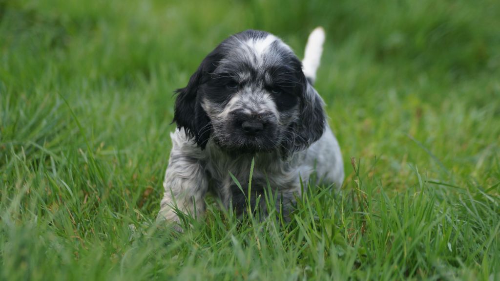 Des Terres De Beaulieu - Chiot disponible  - Cocker Spaniel Anglais