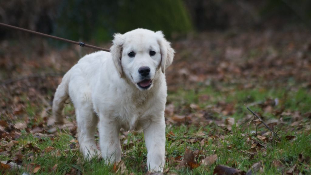 chiot Golden Retriever Des Terres De Beaulieu