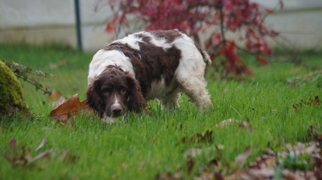 Des Terres De Beaulieu - Chiot disponible  - English Springer Spaniel