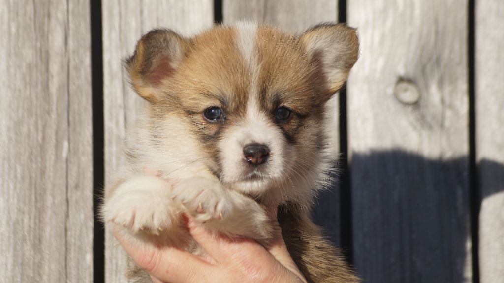 Des Terres De Beaulieu - Chiot disponible  - Welsh Corgi Pembroke