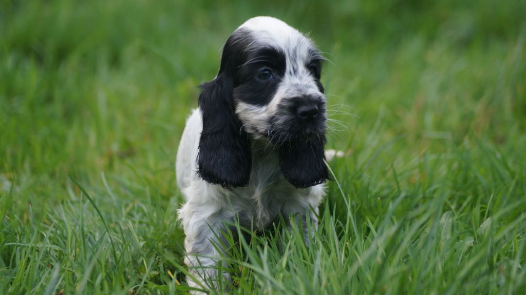 Des Terres De Beaulieu - Chiot disponible  - Cocker Spaniel Anglais