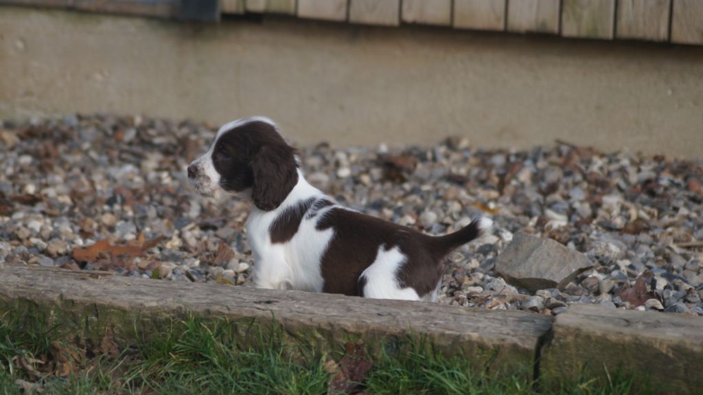 Des Terres De Beaulieu - English Springer Spaniel - Portée née le 24/09/2019