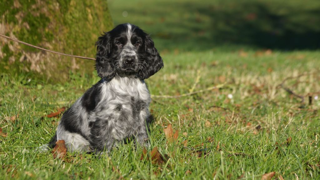 Des Terres De Beaulieu - Chiot disponible  - Cocker Spaniel Anglais