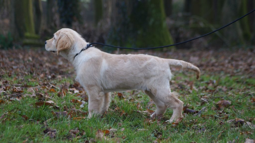 chiot Golden Retriever Des Terres De Beaulieu