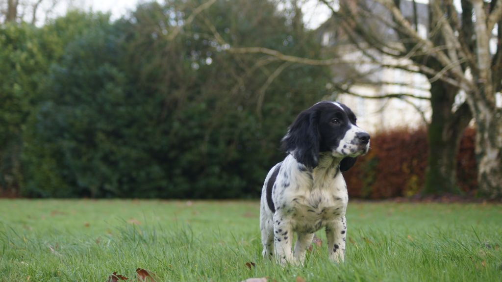 Des Terres De Beaulieu - Chiot disponible  - English Springer Spaniel