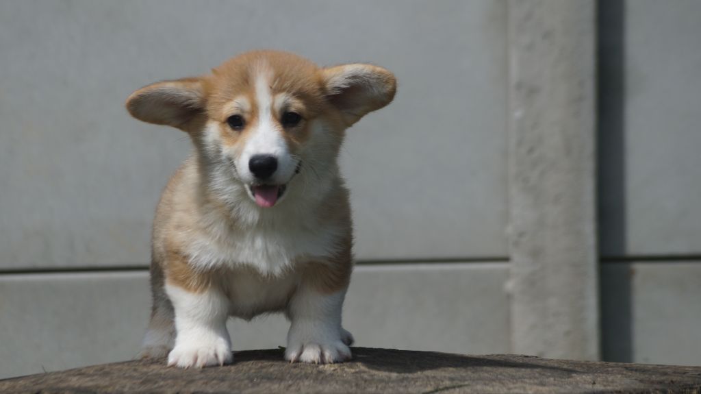 chiot Welsh Corgi Pembroke Des Terres De Beaulieu