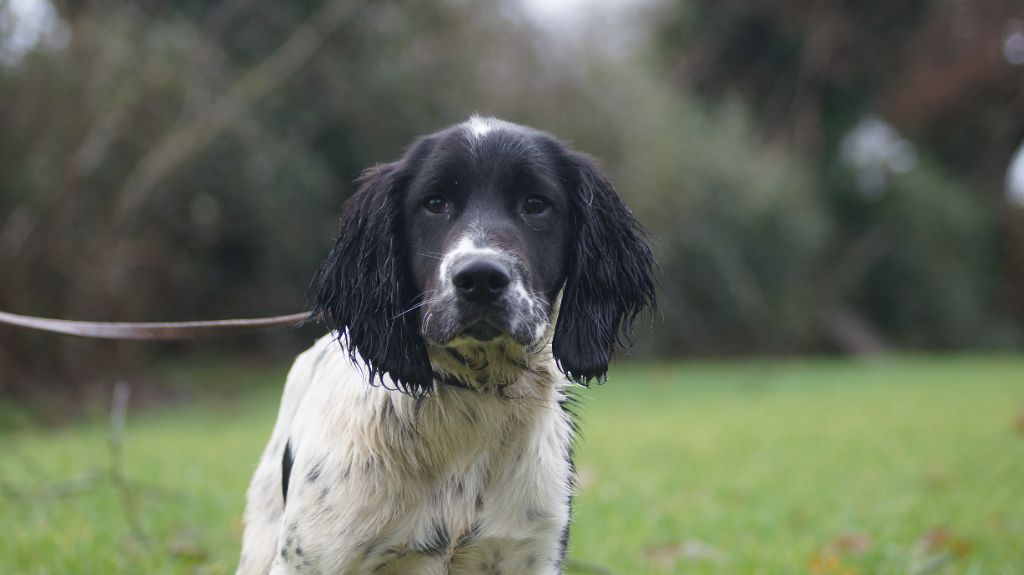 Des Terres De Beaulieu - Chiot disponible  - English Springer Spaniel