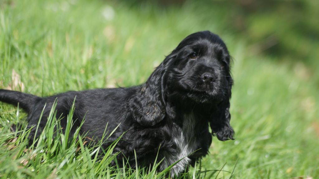 chiot Cocker Spaniel Anglais Des Terres De Beaulieu