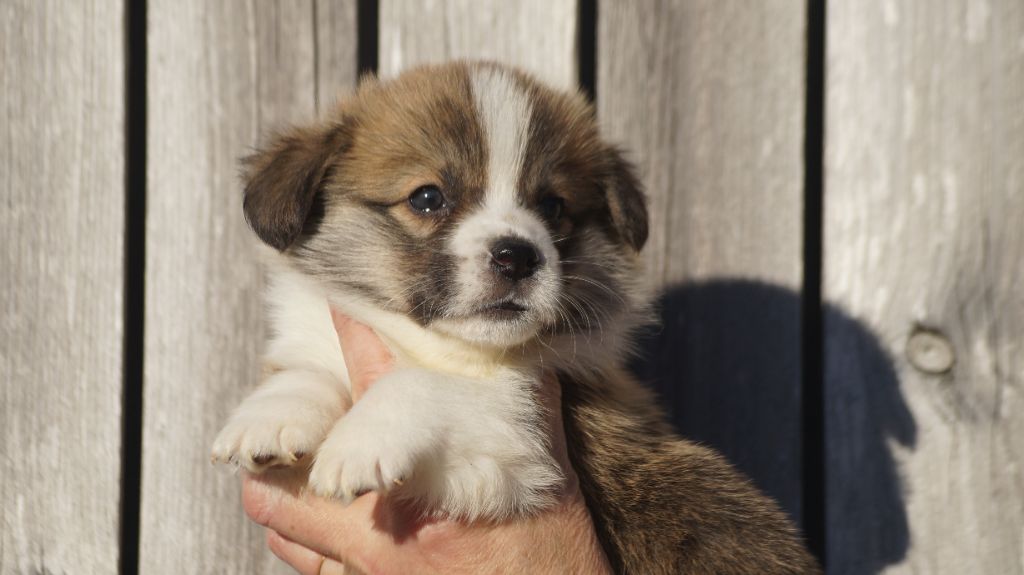 Des Terres De Beaulieu - Chiot disponible  - Welsh Corgi Pembroke