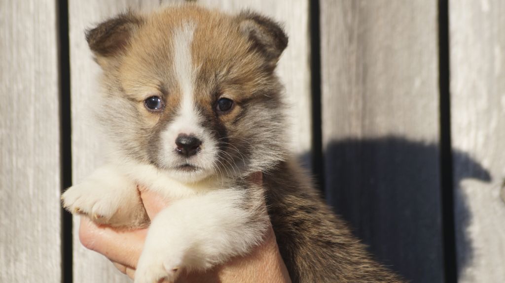 chiot Welsh Corgi Pembroke Des Terres De Beaulieu