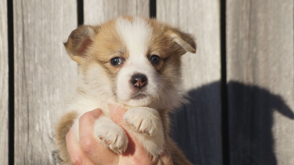 Des Terres De Beaulieu - Chiot disponible  - Welsh Corgi Pembroke