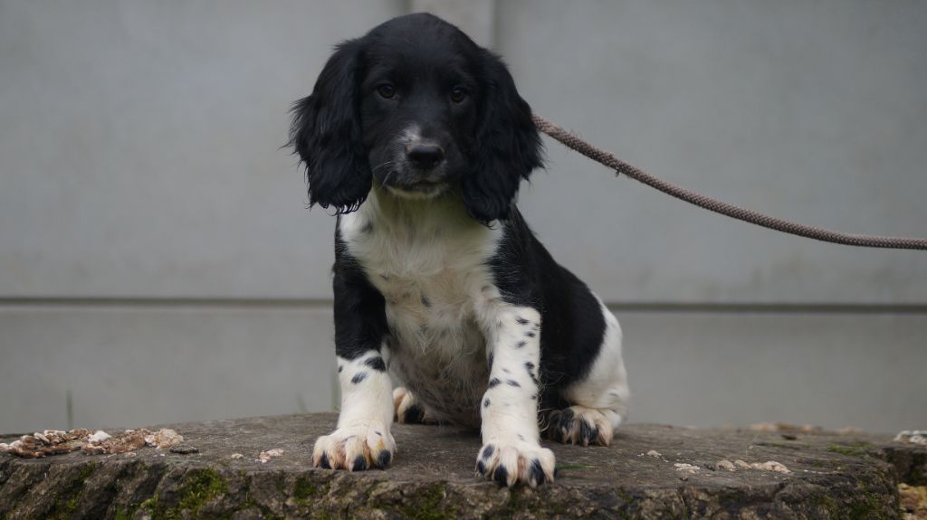 Des Terres De Beaulieu - Chiot disponible  - English Springer Spaniel