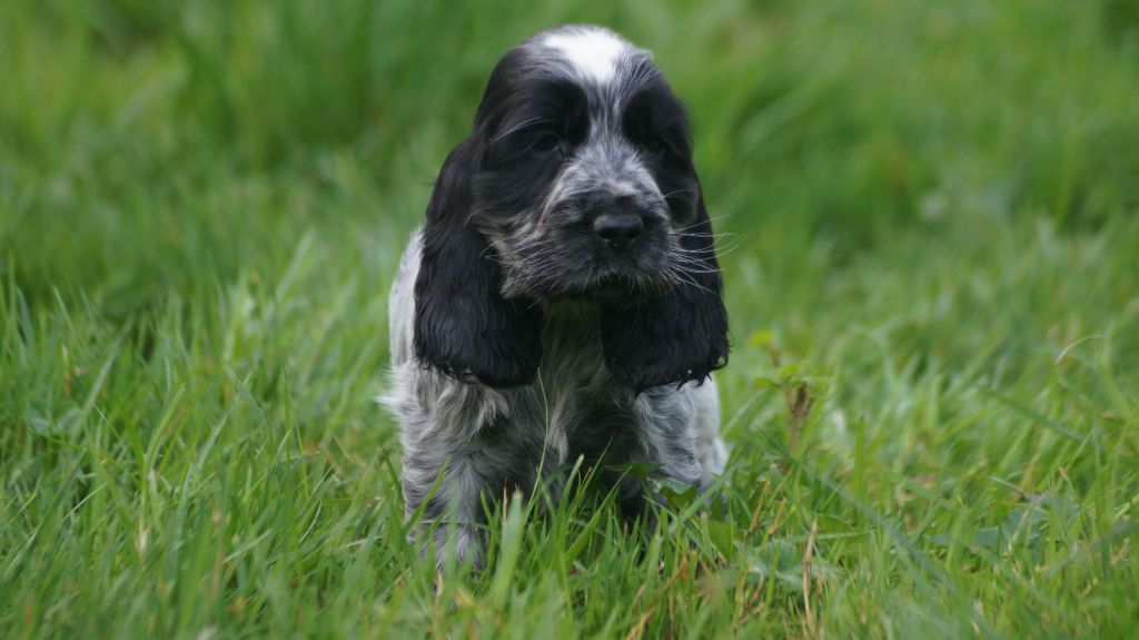 Des Terres De Beaulieu - Chiot disponible  - Cocker Spaniel Anglais