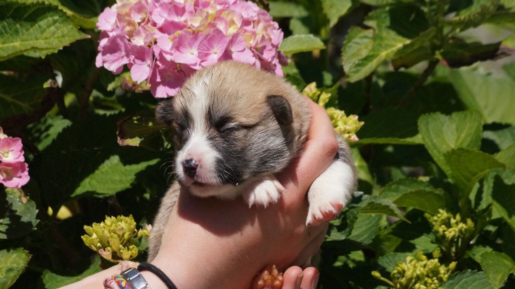 chiot Welsh Corgi Pembroke Des Terres De Beaulieu