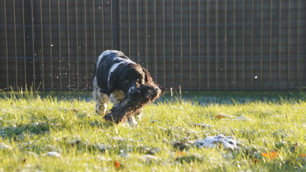 chiot English Springer Spaniel Des Terres De Beaulieu