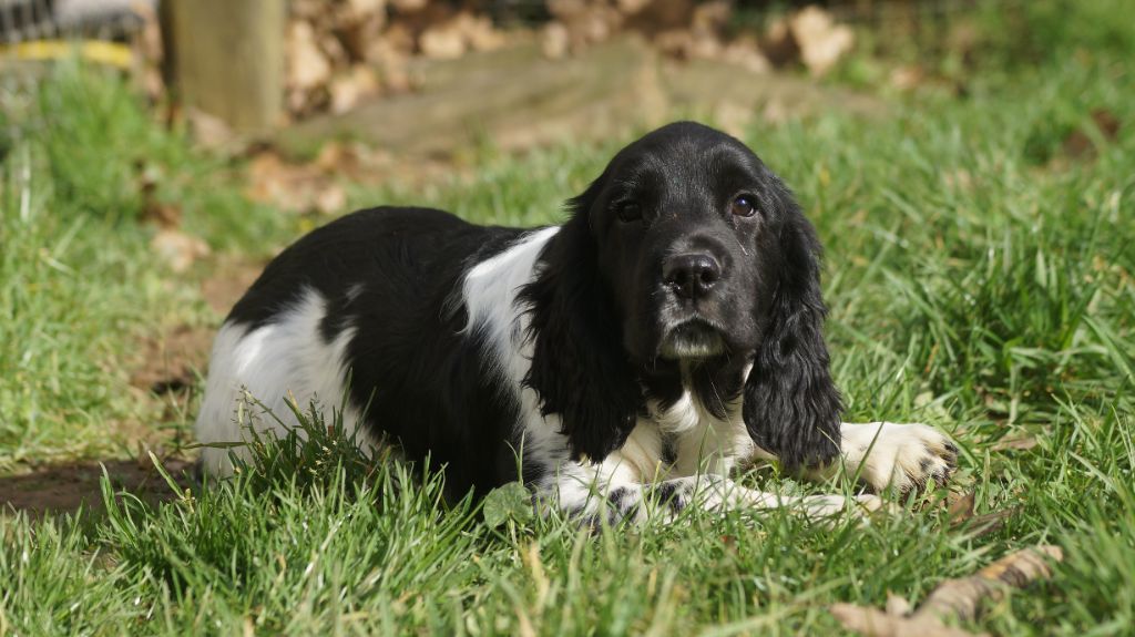 Des Terres De Beaulieu - English Springer Spaniel - Portée née le 29/10/2021