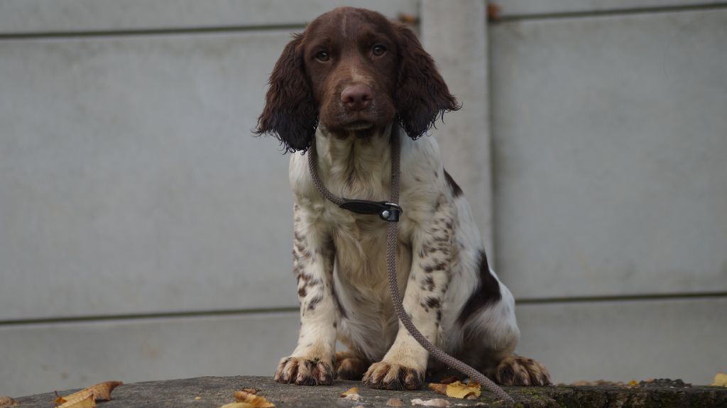 Des Terres De Beaulieu - Chiot disponible  - English Springer Spaniel