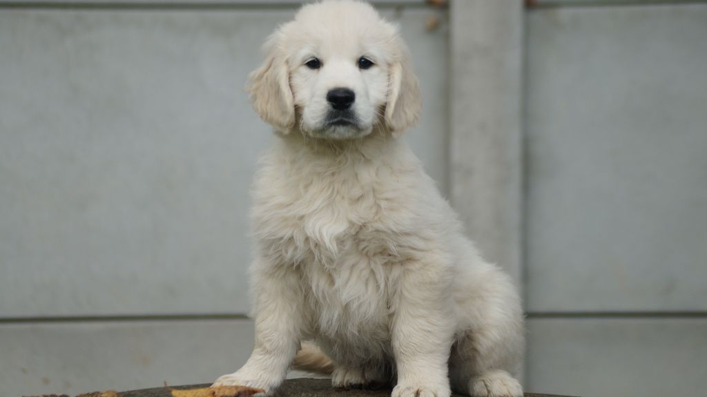 Des Terres De Beaulieu - Chiot disponible  - Golden Retriever