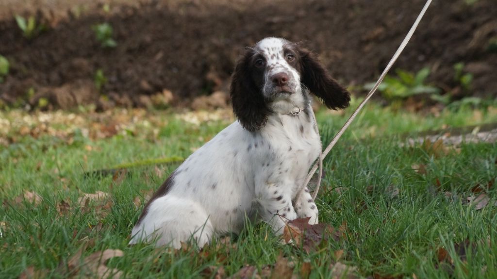 chiot English Springer Spaniel Des Terres De Beaulieu