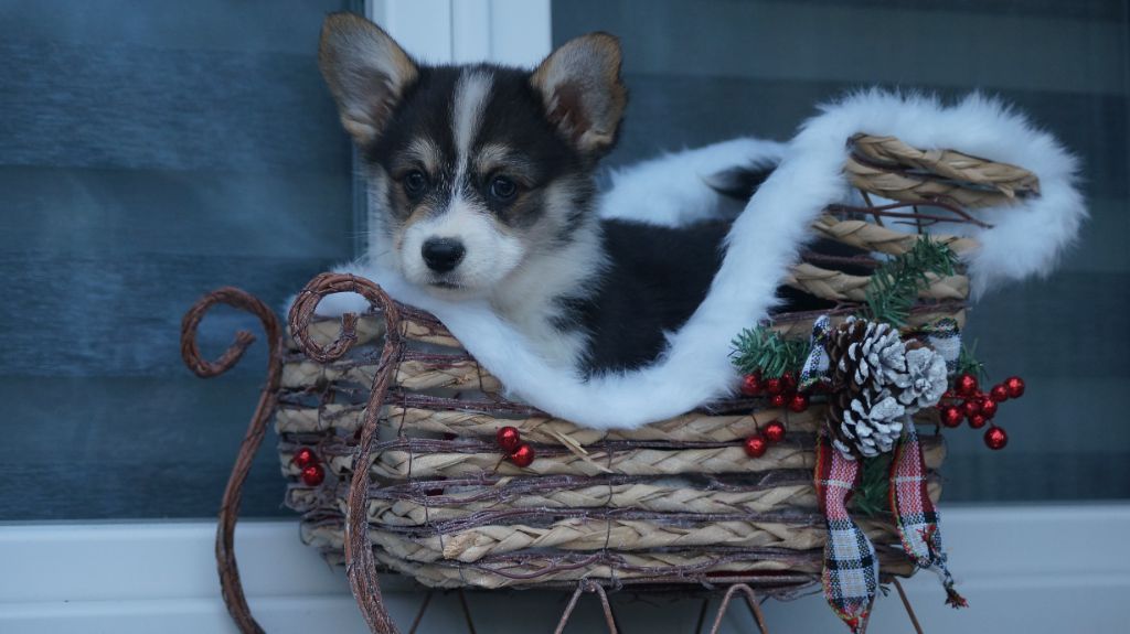 chiot Welsh Corgi Pembroke Des Terres De Beaulieu