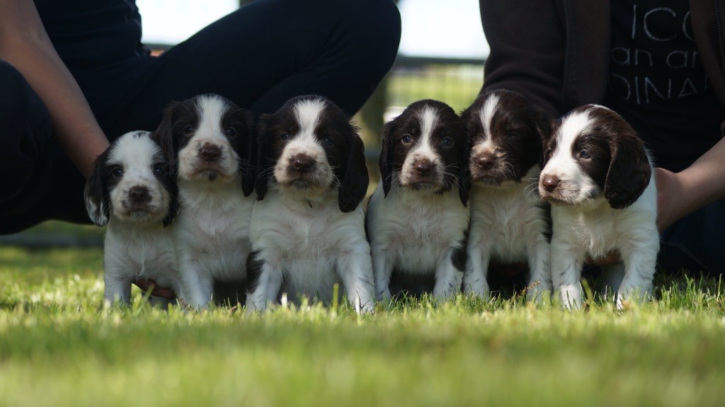 Des Terres De Beaulieu - English Springer Spaniel - Portée née le 04/04/2018