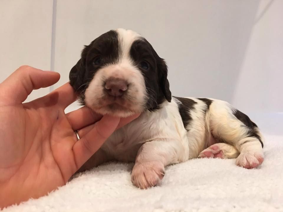 Des Terres De Beaulieu - English Springer Spaniel - Portée née le 05/02/2017