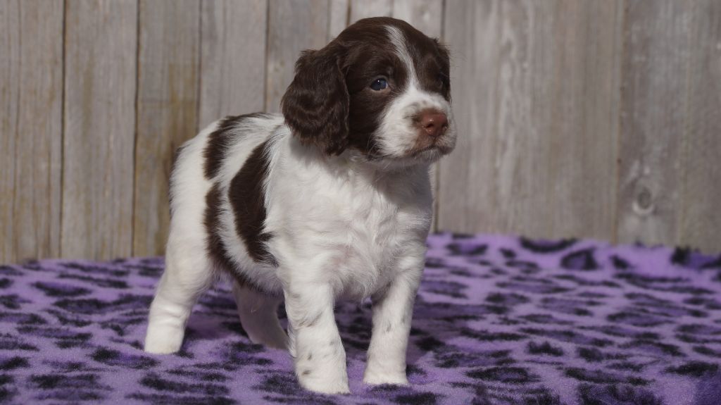 chiot English Springer Spaniel Des Terres De Beaulieu