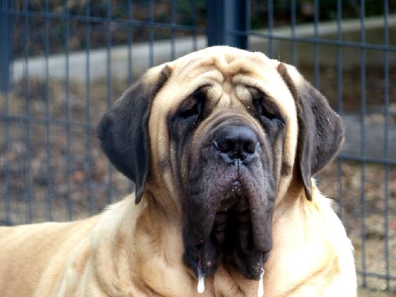 CH. Ké-guevara La Vallée Des Mountches